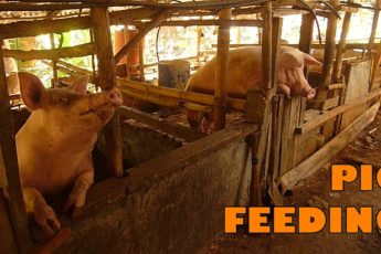 Gerlinda & Dieter private - Feeding the Sows