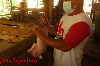 Piglets Injection