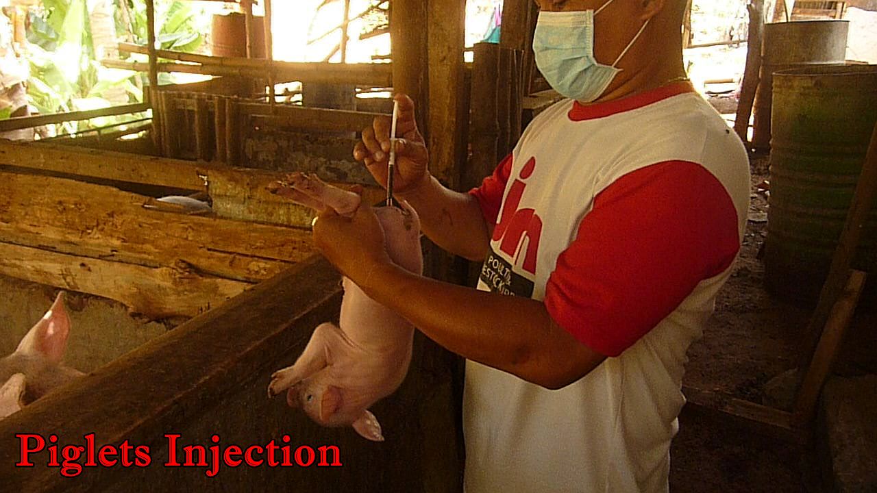 Piglets Injection