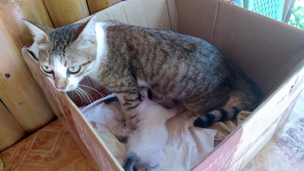 GERLINDA & DITER private - We are adapting mummy cat with her litter