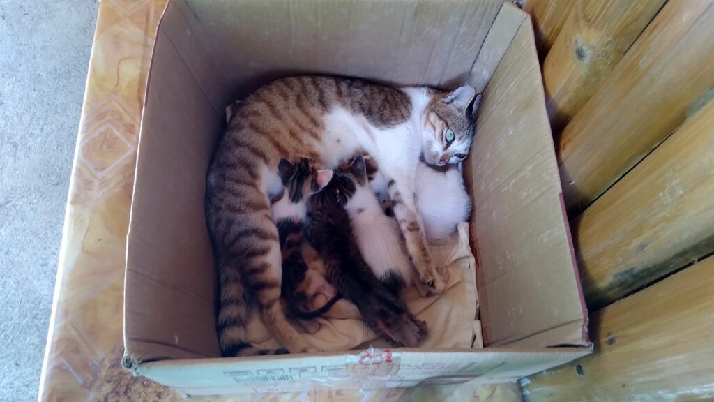 GERLINDA & DITER private - We are adapting mummy cat with her litter