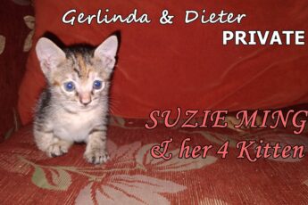 Gerlinda & Dieter private - VIDEO - SUZIE MING & her 4